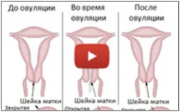 Шейка матки